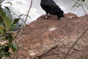 Iguazu-vandfaldene: Guidet tur i den argentinske side