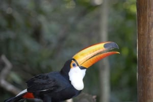 Die Iguazú-Wasserfälle zum Anfassen: Geführter Rundgang, Zugfahrt & Bootsfahrt