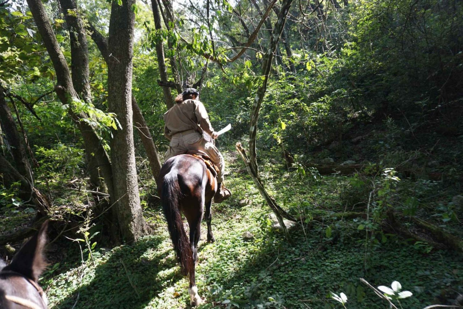 Jungle of Yungas : 2 days with horseback riding