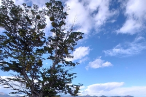 Ushuaia Lakes Tour til lav pris