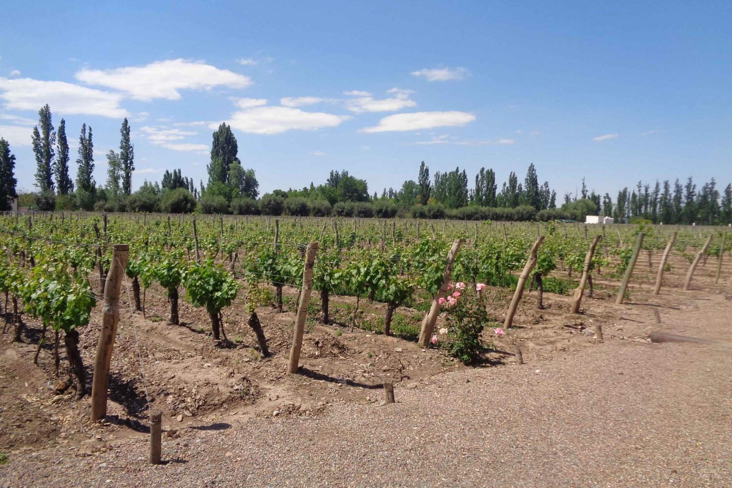 Luján e Maipú: excursão particular de 1 dia com degustação de vinhos e almoço de 3 pratos