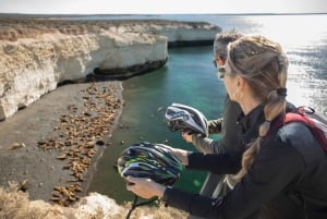 Madryn Bike Tours. Punta Loma: søløver, skibsvrag og klipper