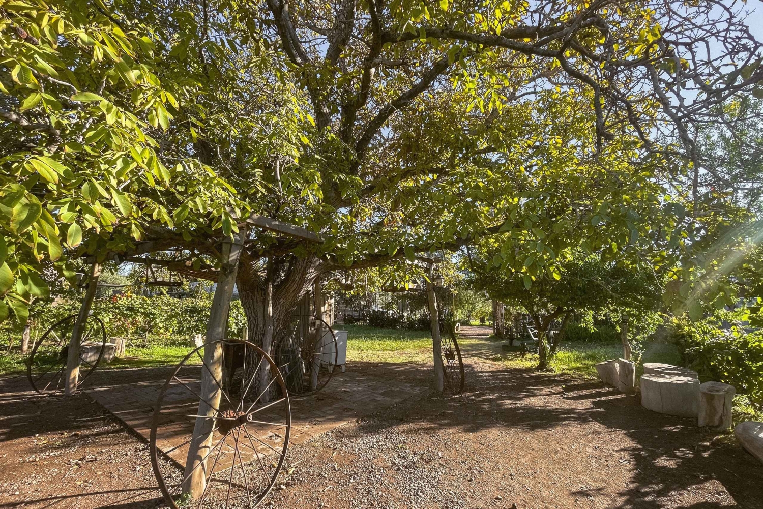 Maipú: Lav din egen vin + frokost med tapas
