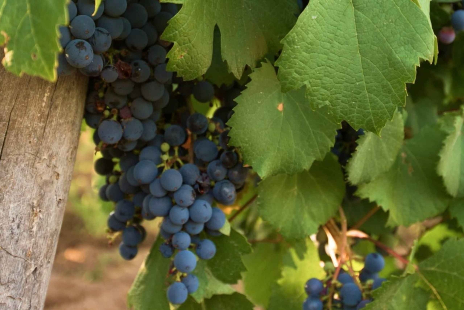 Maipú: Lav din egen vin + frokost med tapas