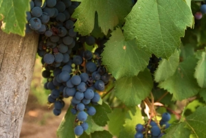 Maipú: Lav din egen vin + frokost med tapas