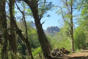 Mallin Grande: a different Sightseeing Tour