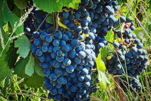 Mendoza: degustazione di vini e snack alla Bodega Ciclo Andino