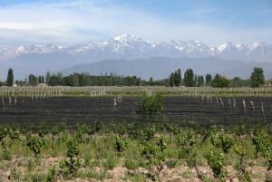 Mendoza: degustazione di vini e snack alla Bodega Ciclo Andino