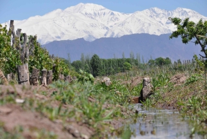 Mendoza: degustazione di vini e snack alla Bodega Ciclo Andino