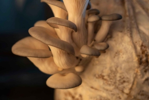 Safari gastronómico en Mendoza - 4 restaurantes de primera en una noche