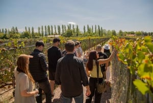 Mendoza: Francis Mallmann Gourmet-Mittagessen mit Weinbegleitung
