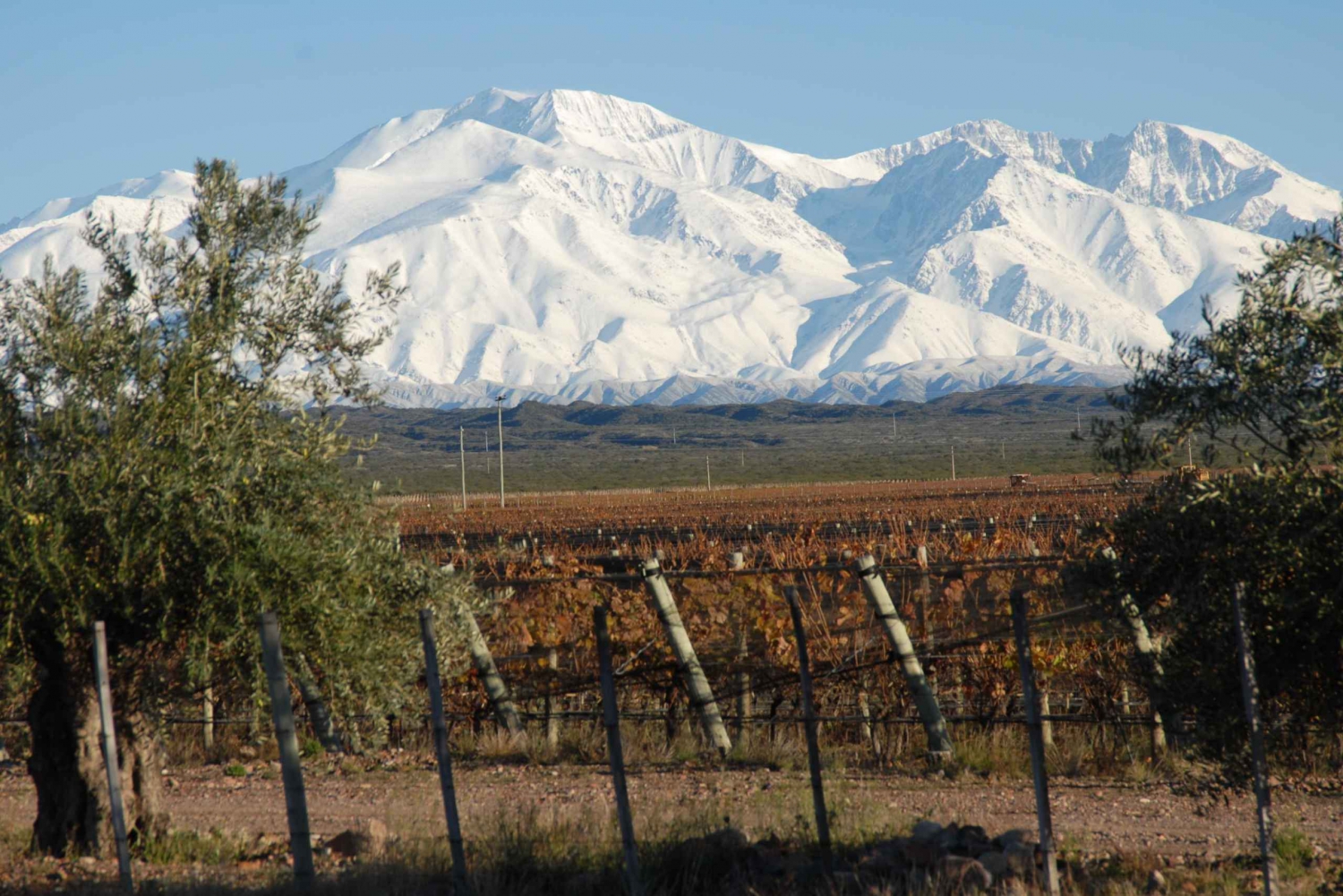 Mendoza: Full Day Wine Tour with 3 Course Lunch