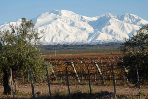 Mendoza : journée de visite des vignobles avec déjeuner à 3 services