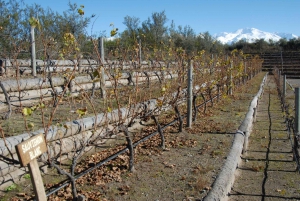 Mendoza : journée de visite des vignobles avec déjeuner à 3 services