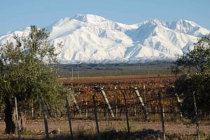 Mendoza: Full Day Wine Tour with 3 Course Lunch