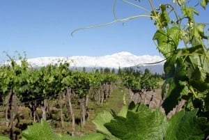 Mendoza: Ruta del Vino de Medio Día con Catas y Almuerzo