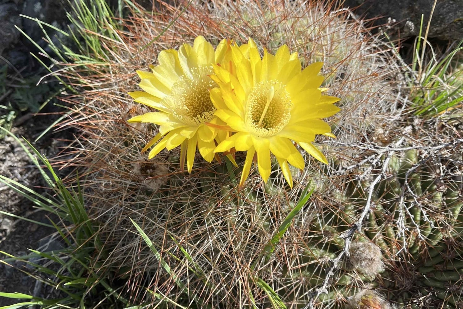 Mendoza: wędrówki, medytacja i joga w Andach z lunchem