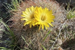 Mendoza: wędrówki, medytacja i joga w Andach z lunchem