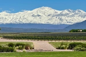 Mendoza på en dag, guidet tur, olivenplantage, vingård, bjerg, San Martin-parken