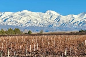 Mendoza på en dag, guidet tur, olivenplantage, vingård, bjerg, San Martin-parken