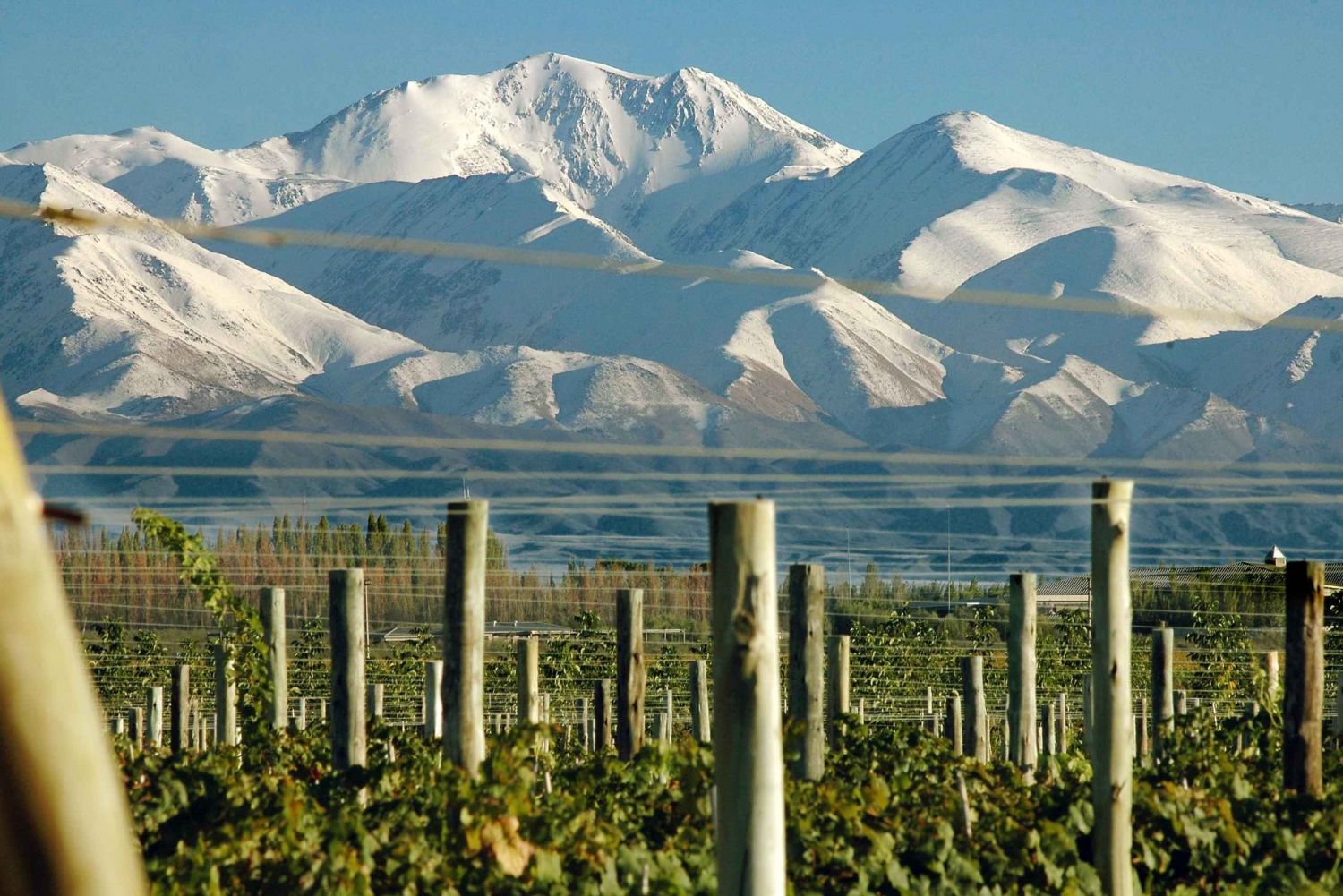 Mendoza: In the Heart of Vineyards and Olive Trees