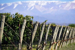 Mendoza: Weinkellertour in Luján de Cuyo