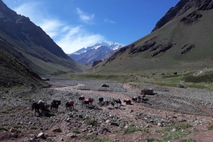 Mendoza: Mt. Aconcagua Confluencia Camp Trekking