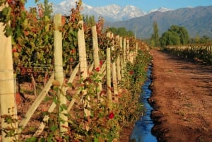 Mendoza: personalized tour to taste wines, beers and liquors