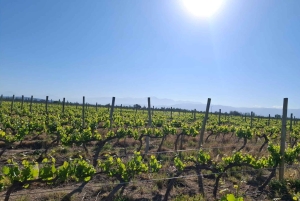 Мендоса: частный тур по винодельням с завтраком, игрой по смешиванию и обедом