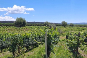 Мендоса: частный тур по винодельням с завтраком, игрой по смешиванию и обедом