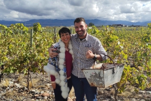 Mendoza: Semi-privat tur med alt inklusive!