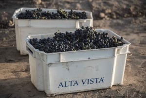 Mendoza: Mousserende vintur med smagninger og frokost
