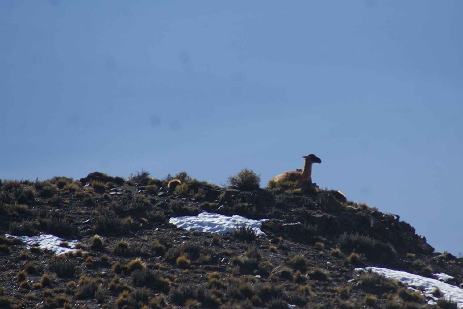 Mendoza : visite guidée de la réserve naturelle de Villavicencio