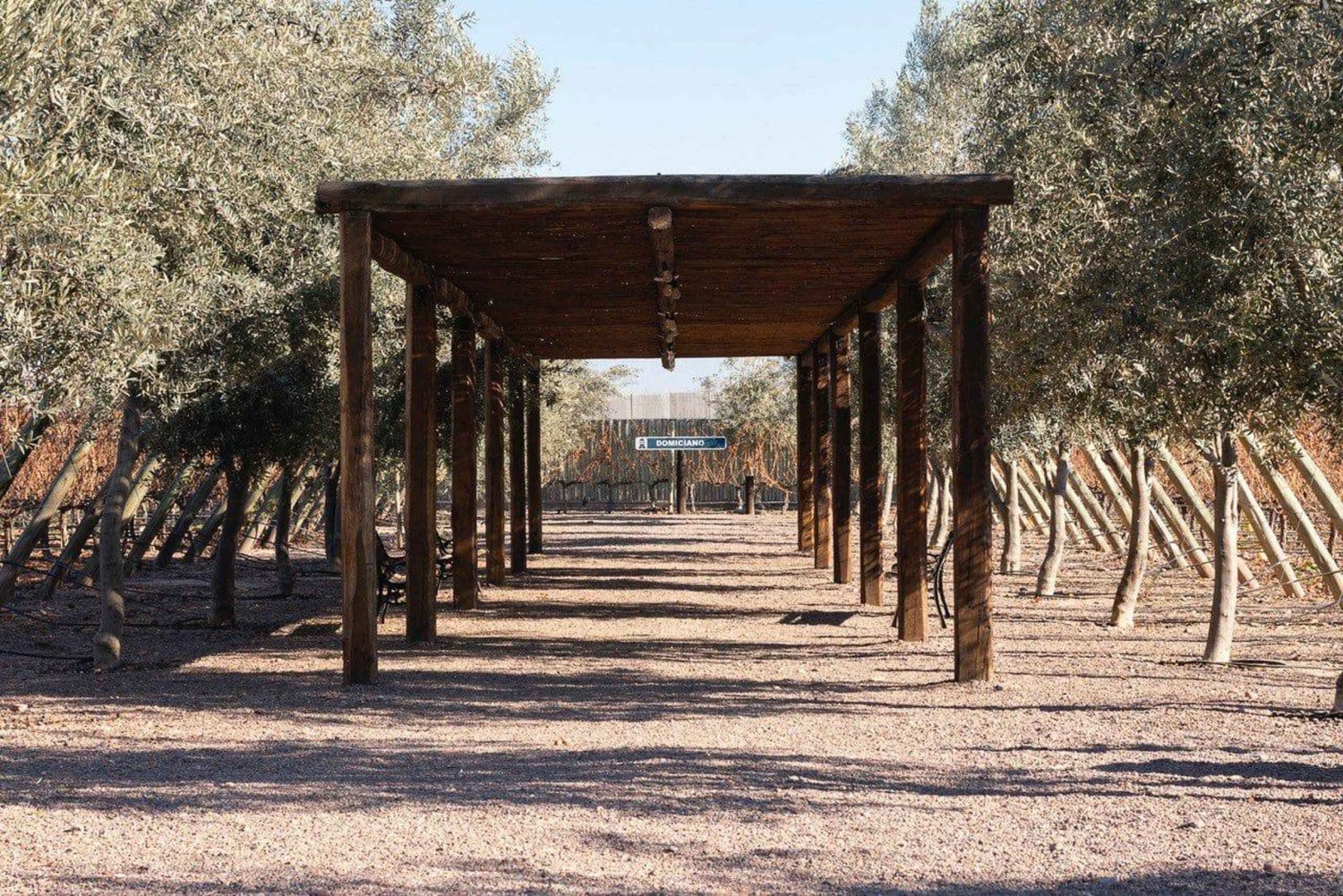 Mendoza: Wine and Olive Oil Experience in Maipú