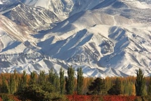 Circuit « Route des vins de Mendoza »