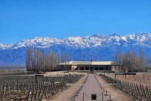 Circuit « Route des vins de Mendoza »