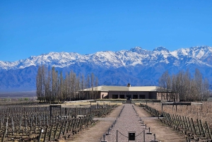 Circuit « Route des vins de Mendoza »