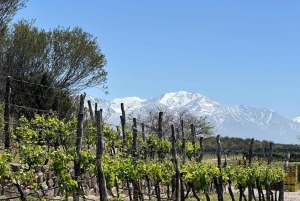 Circuit « Route des vins de Mendoza »