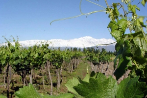 Mendoza: ruta del vino de medio día con almuerzo regional