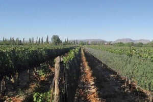 Mendoza: tour de cata de vino con almuerzo de 3 platos