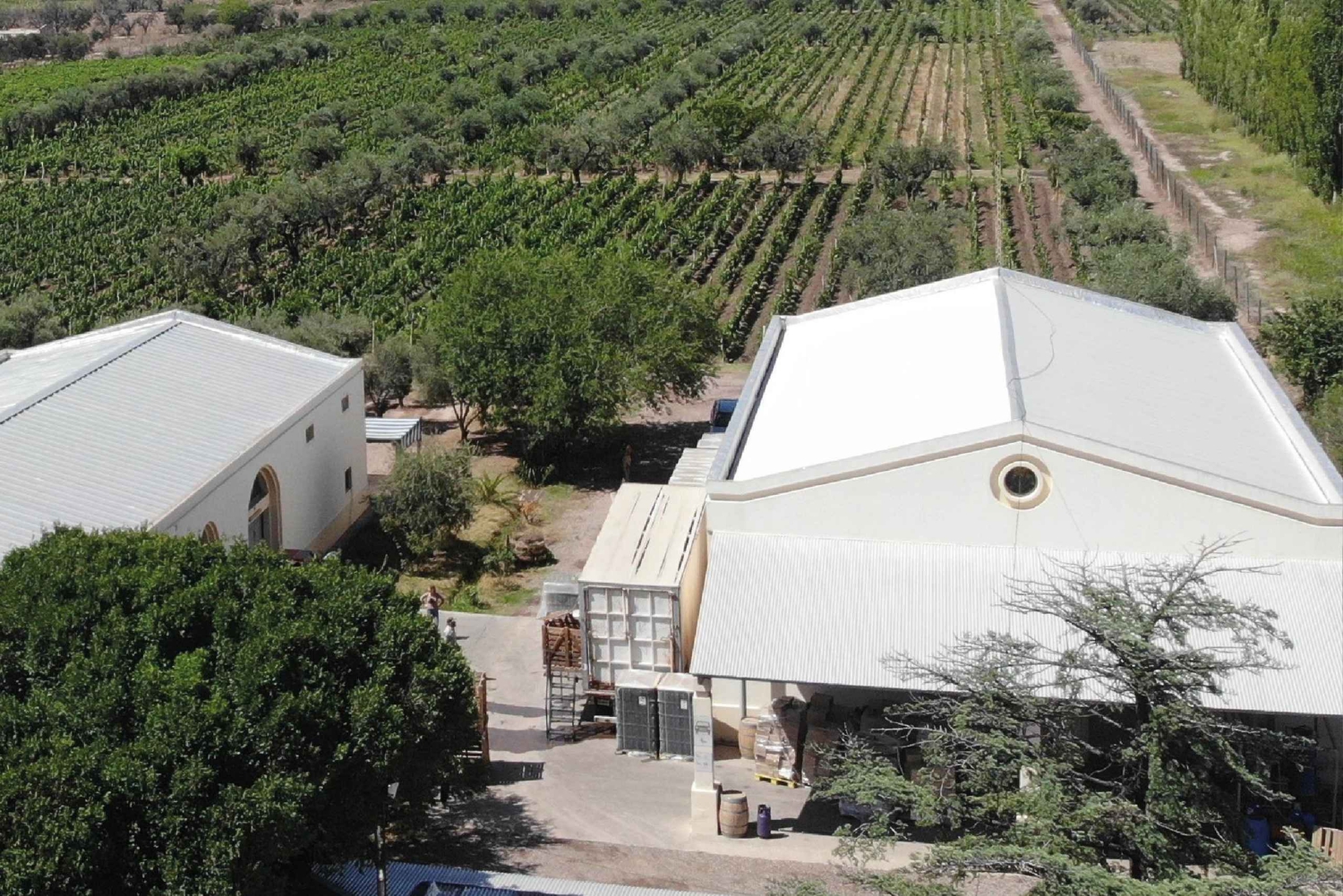 Mendoza: Tour de degustação de vinhos com almoço e transporte particular