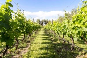 Mendoza: Vincykelprovningstur med valfri lunch