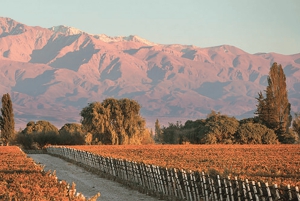 Mendoza: Rundtur på vingård, provsmakning och lunch på Pasaje La Reta