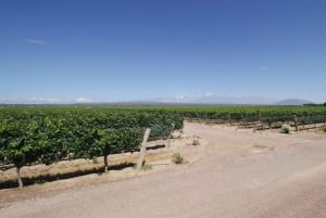 Mendoza: Rundtur på vingård, provsmakning och lunch på Pasaje La Reta