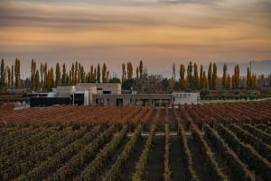 Mendoza: Rundtur på vingård, provsmakning och lunch på Pasaje La Reta