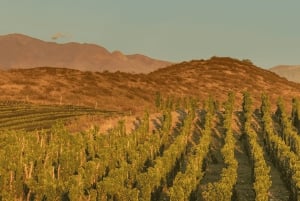 Mendoza: Rundtur på vingård, provsmakning och lunch på Pasaje La Reta