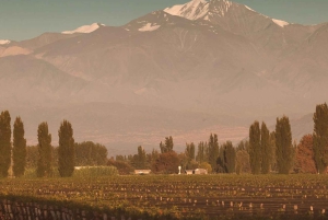 Mendoza: Vinos y Destilados con Almuerzo