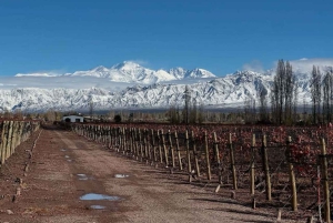 Mendoza: Vinos y Destilados con Almuerzo