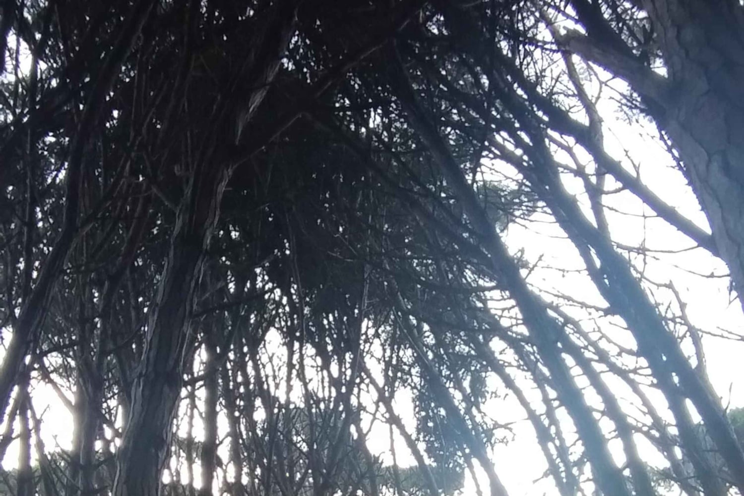 Miramar Energy Forest: ett mystiskt besök