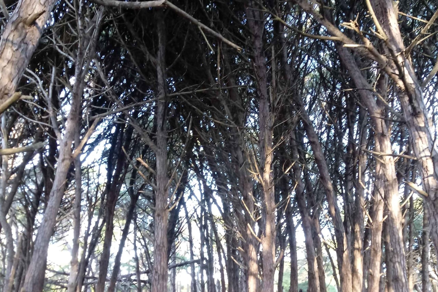 Miramar Energy Forest: ett mystiskt besök